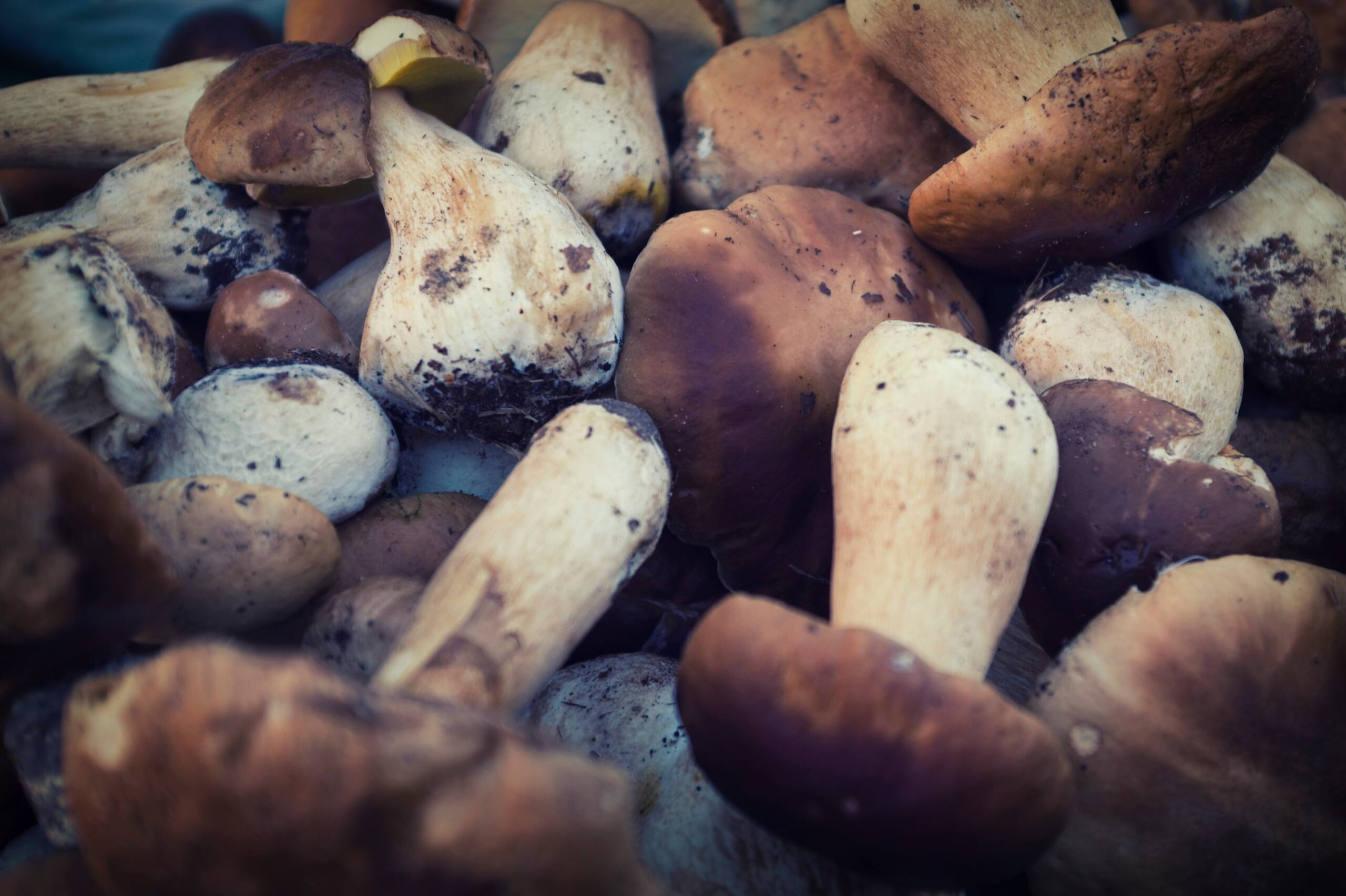 Frittierte Steinpilze mit Knoblauch-Joghurt-Dip