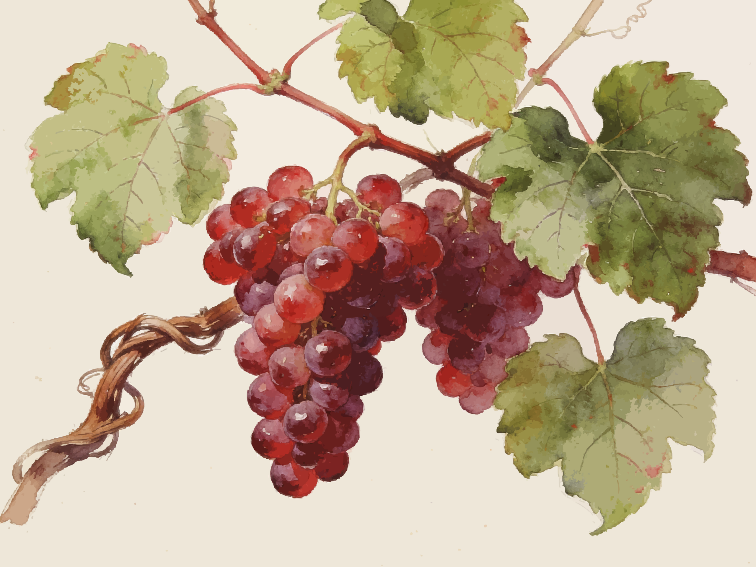 piemont_barbera